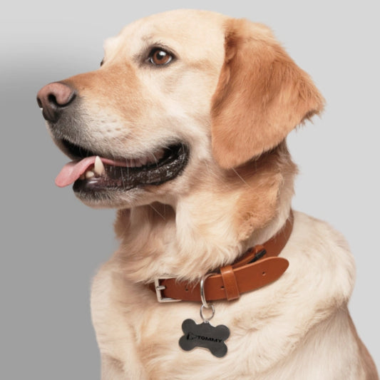 Pet Tags